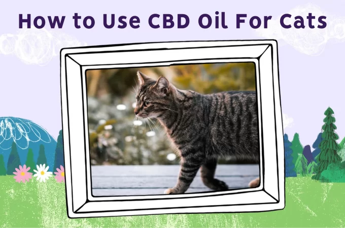 Finding the Best CBD for Cat Anxiety